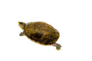 Scorpion Mud Turtle Adult  (Kinosternon scorpioides)