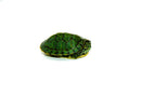 Baby Red Eared Slider Turtle (Trachemys elegans)