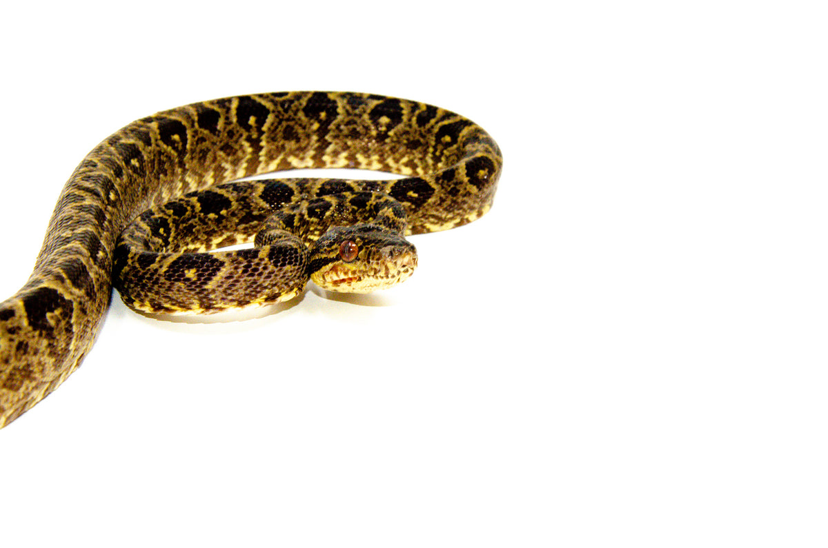 boa Tall Snake EP 生産終了廃盤 Amazon.com: Hozzi Giant Boa Constrictor Large Stuffed Animal Snake