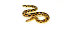 Saharan sand boa (Eryx muelleri)