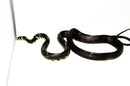 Tiger Rat Snake (Spilotes pullatus)