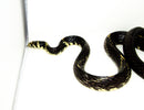 Tiger Rat Snake (Spilotes pullatus)