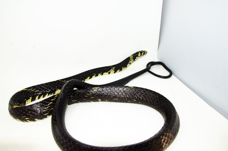 Tiger Rat Snake (Spilotes pullatus)