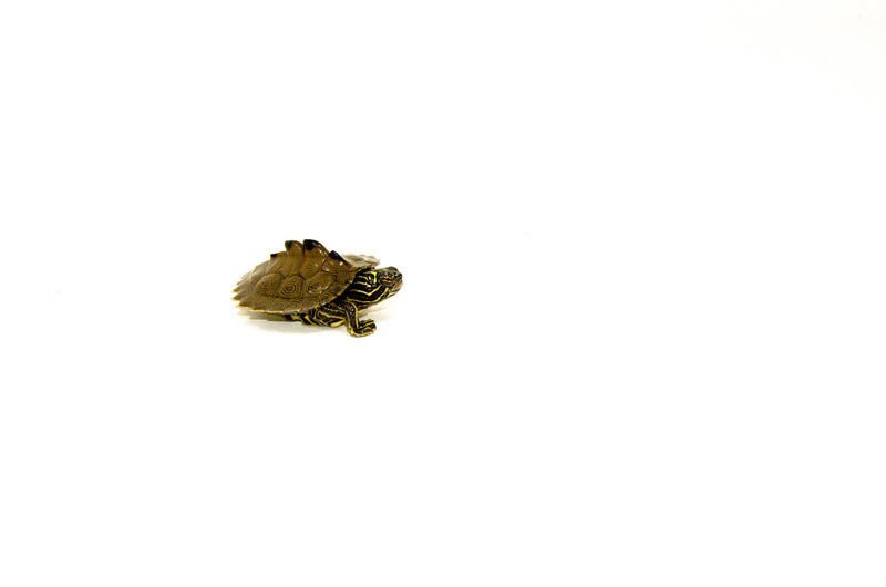 Southern Black-knobbed Sawback Map Turtle (Graptemys nigrinoda delticola)