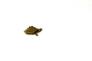 Southern Black-knobbed Sawback Map Turtle (Graptemys nigrinoda delticola)