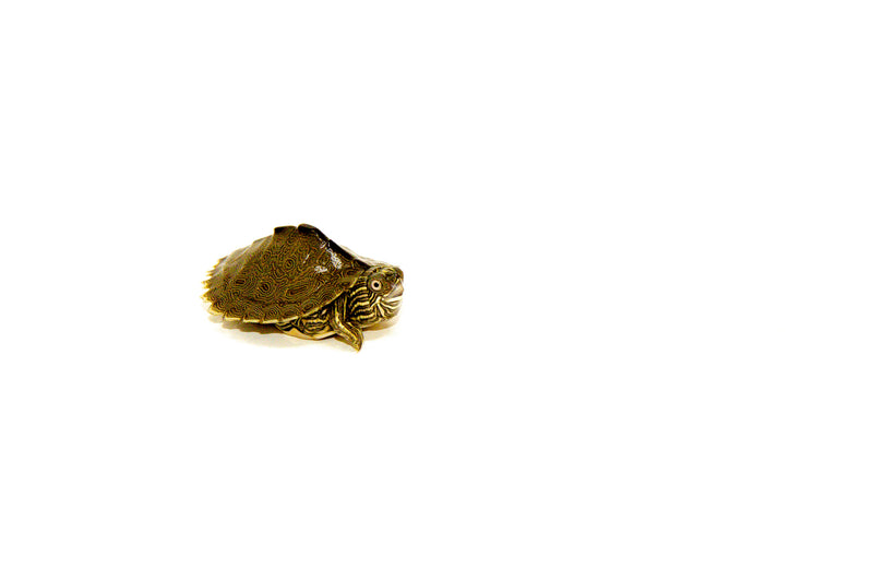 Sabine Map Turtle (Graptemys sabinensis)
