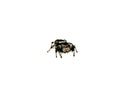 Regal Jumping Spider Adults (Phidippus regius)