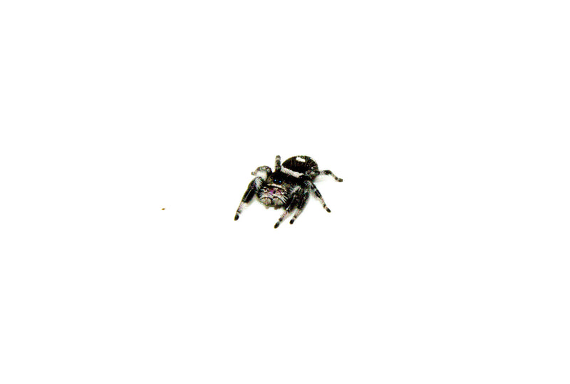 Regal Jumping Spider Adults (Phidippus regius)