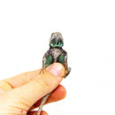 Southern Fence Swift (Sceloporus undulatus undulatus)