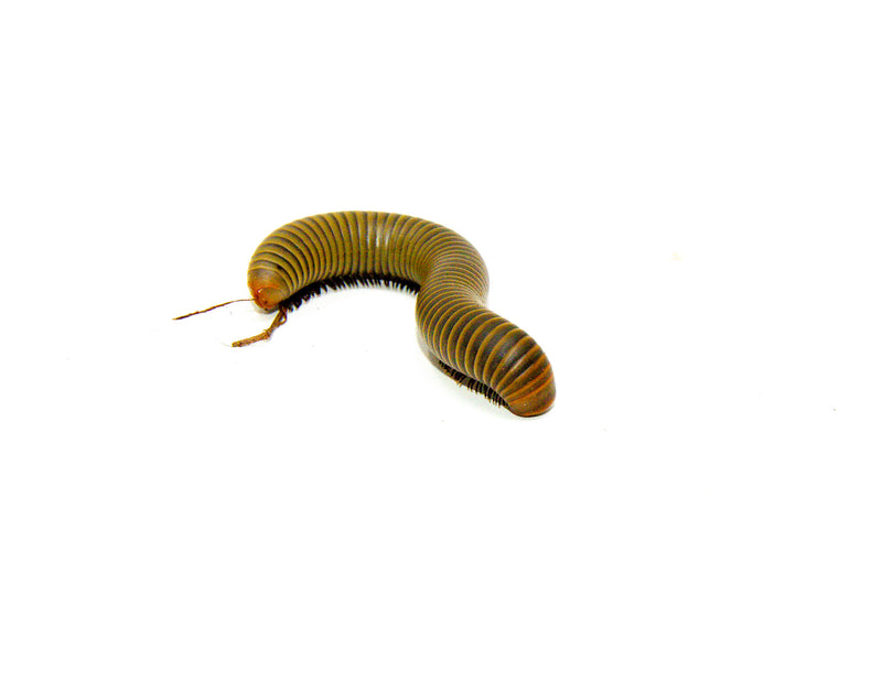 Smokey Oak Millipede (Narceus gordanus)