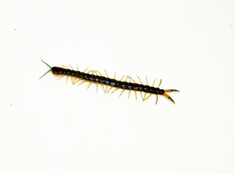 Florida Giant Green Centipede (Hemiscolopendra marginata)