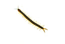 Florida Giant Green Centipede (Hemiscolopendra marginata)