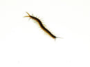 Florida Giant Blue Centipede (Scolopendra viridis)