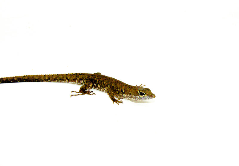 Suriname Crocodile Tegu (Neusticurus bicarinatus)