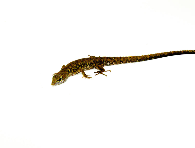 Suriname Crocodile Tegu (Neusticurus bicarinatus)