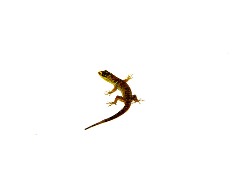 Suriname Dwarf Rainforest Gecko (Gonatodes humeralis)