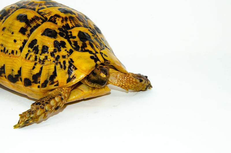 Libyan Greek Tortoise Adults (Testudo g. cyrenaica)