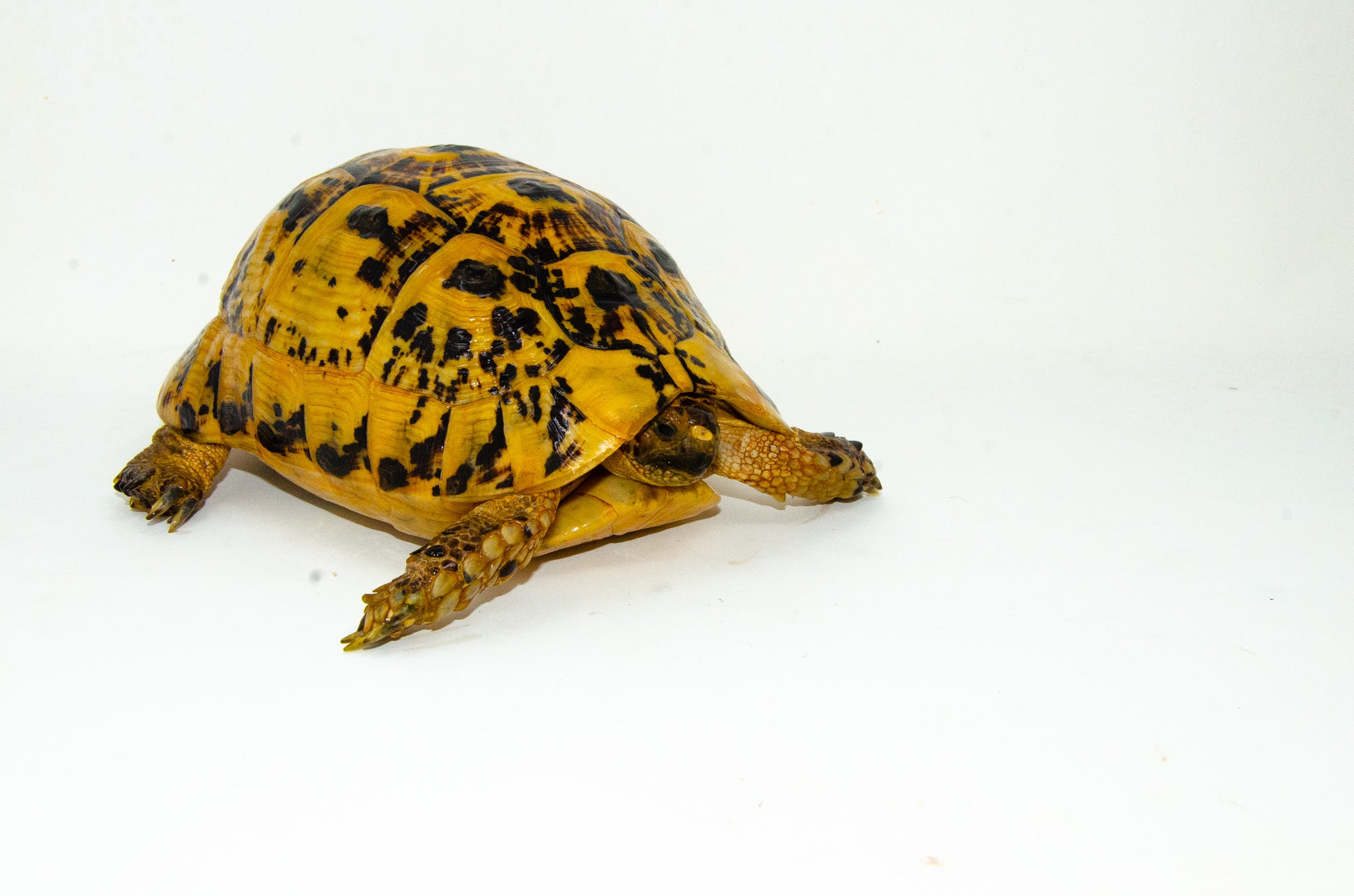 Libyan Greek Tortoise For Sale | American Reptile Distributors