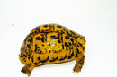 Libyan Greek Tortoise Adults (Testudo g. cyrenaica)