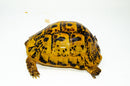 Libyan Greek Tortoise Adults (Testudo g. cyrenaica)