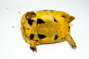 Libyan Greek Tortoise Adults (Testudo g. cyrenaica)