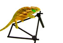 O'Shaughnessy's chameleon (Calumma oshaughnessyi)