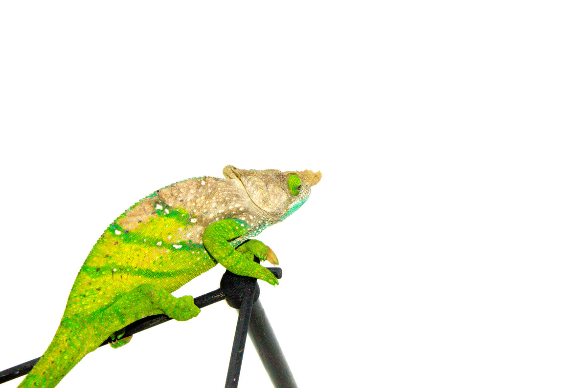 ◉chameleon ページ◉ Chameleon On A Branch With A Spiral Tail The Color Purple