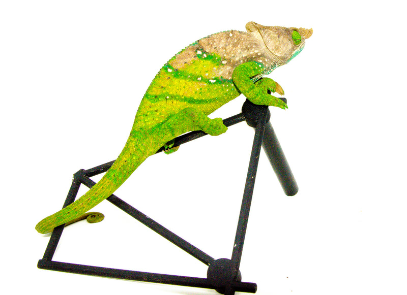 O'Shaughnessy's chameleon (Calumma oshaughnessyi)