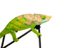 O'Shaughnessy's chameleon (Calumma oshaughnessyi)