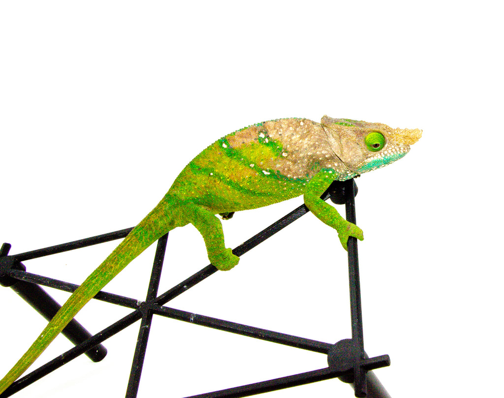 O'Shaughnessy's chameleon For Sale | American Reptile Distributors