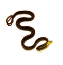 Halloween Phase Amazon Tree Boa Baby (Corallus hortulanus)