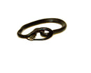 Southern Ring-necked Snake (Diadophis punctatus)