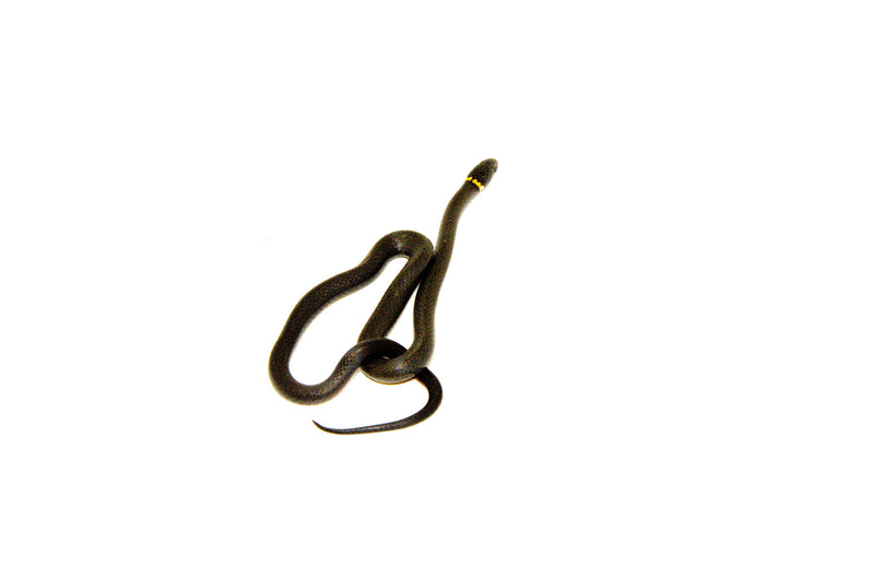 Southern Ring-necked Snake (Diadophis punctatus)