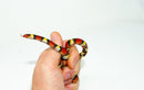 Scarlet Kingsnake  (Lampropeltis elapsoides)