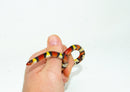 Scarlet Kingsnake  (Lampropeltis elapsoides)