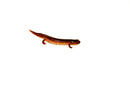 Southern Red Salamander (Pseudotriton ruber vioscai)