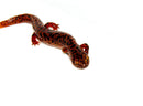 Southern Red Salamander (Pseudotriton ruber vioscai)
