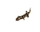 Marbled Salamanders (Ambystoma opacum)