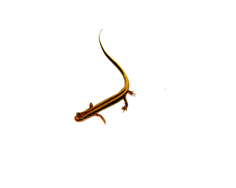 Three lined salamander (Eurycea guttilineata)