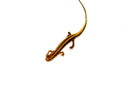 Three lined salamander (Eurycea guttilineata)