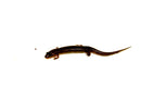 Southern dusky salamander (Desmognathus auriculatus)