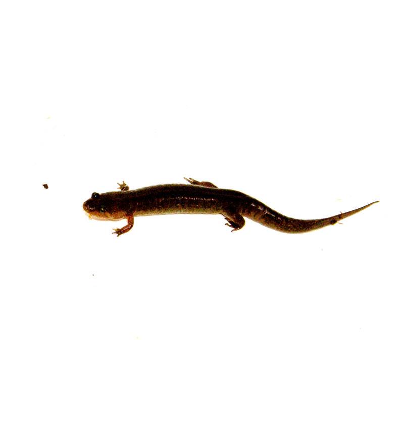Southern dusky salamander (Desmognathus auriculatus)