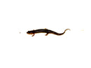 Southern dusky salamander (Desmognathus auriculatus)