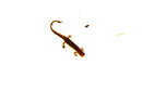 Southern two lined salamander (Eurycea cirrigera)