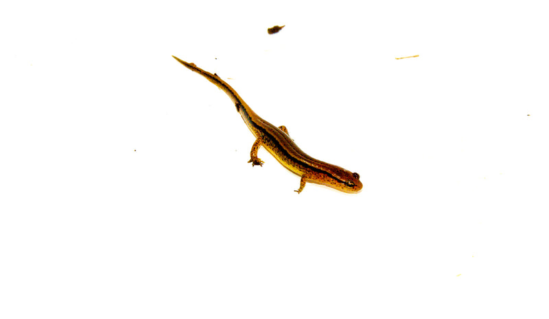 Southern two lined salamander (Eurycea cirrigera)