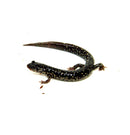 Mississippi Slimy Salamander (Plethodon mississippi)