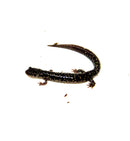 Mississippi Slimy Salamander (Plethodon mississippi)