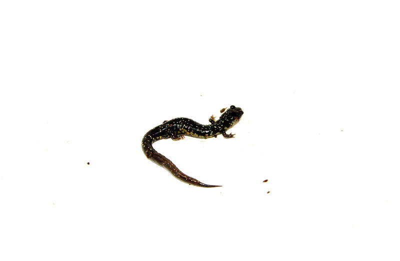 Southern Slimy Salamander (Plethodon teyahalee)