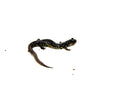 Southern Slimy Salamander (Plethodon teyahalee)