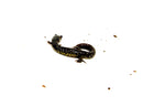 Southern Slimy Salamander (Plethodon teyahalee)